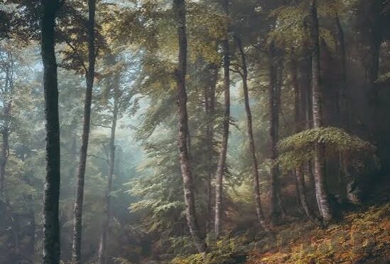 麻豆文化传媒精品一区-探寻麻豆文化传媒精品一区的独特魅力与影响